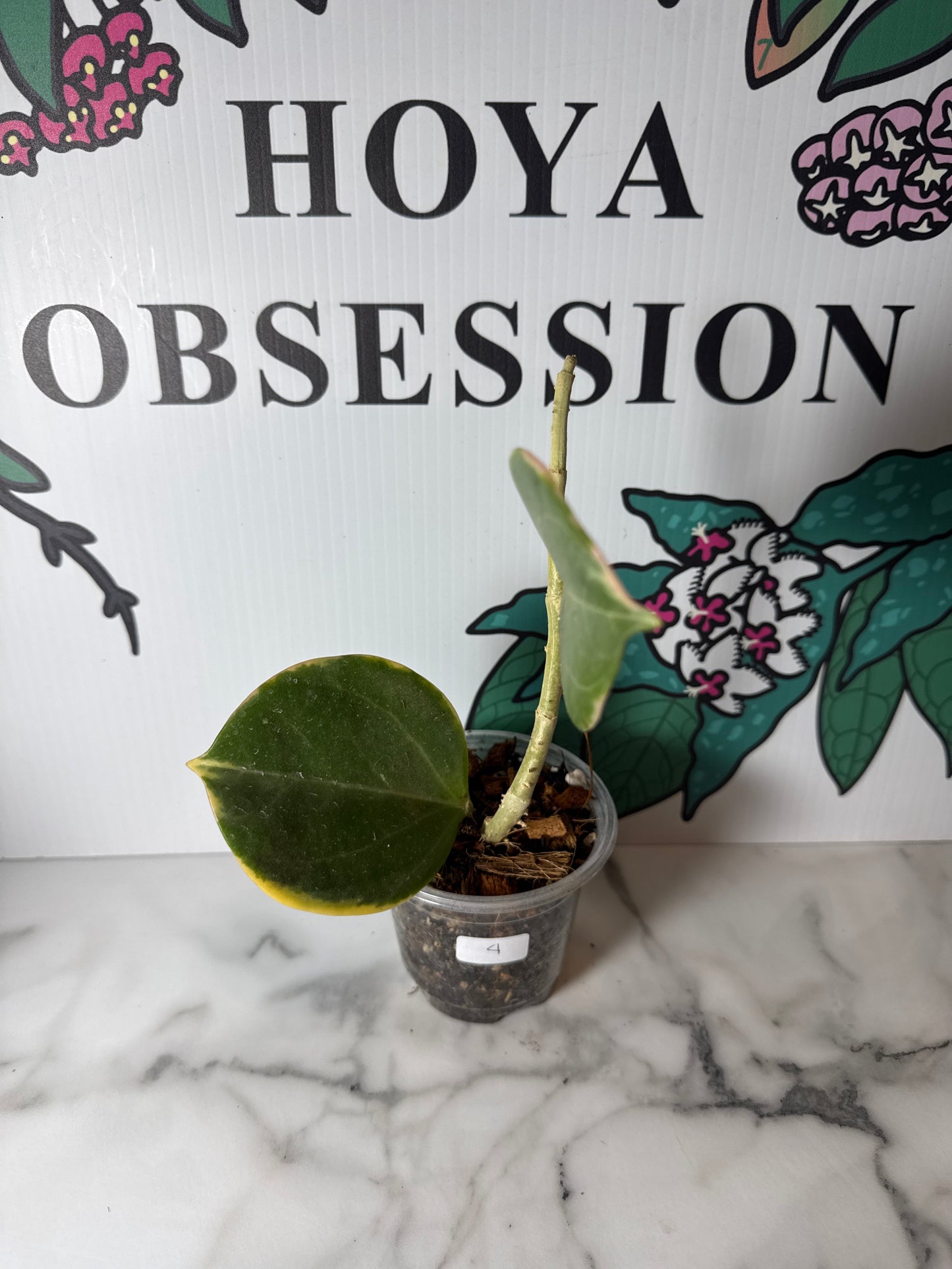Hoya pachyclada - Big round leaves , Outer variegated