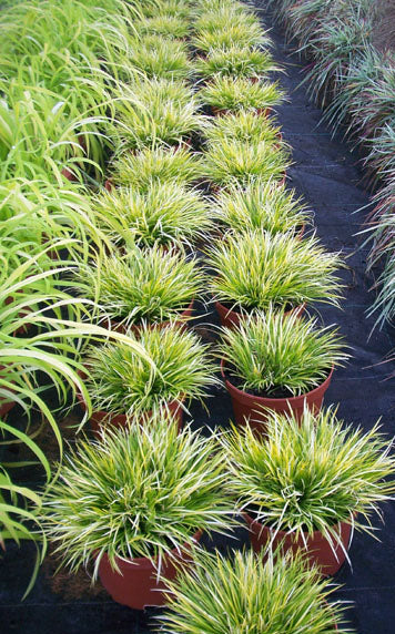 Acorus gramineus 'Mini Gold' 2ltr