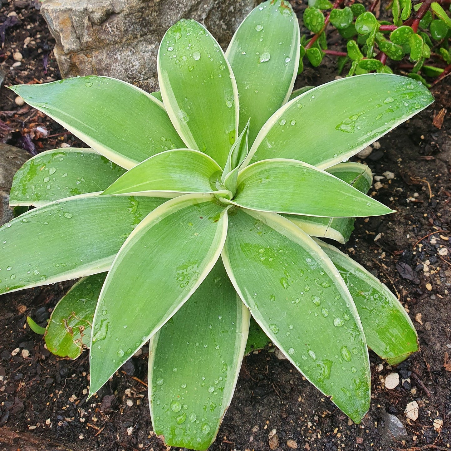 Agave Attenuata | Ray of Light