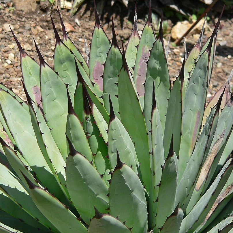 Agave Macroacantha | Black-spined Agave