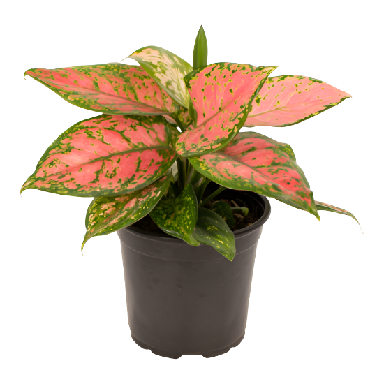 aglaonema nz Aglaonema 'Favonia' – Jungle Story