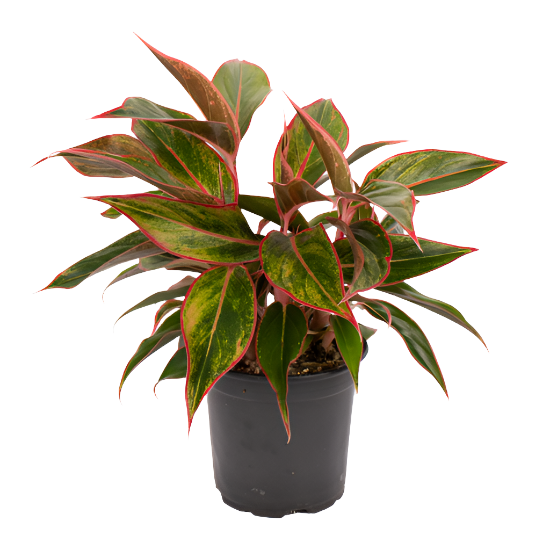 aglaonema commutatum siam aurora Aglaonema 'Siam Aurora' – Jungle Story