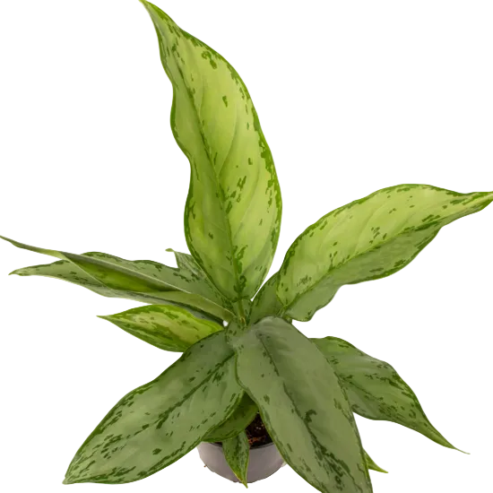 Aglaonema 'Silver Queen' 12cm