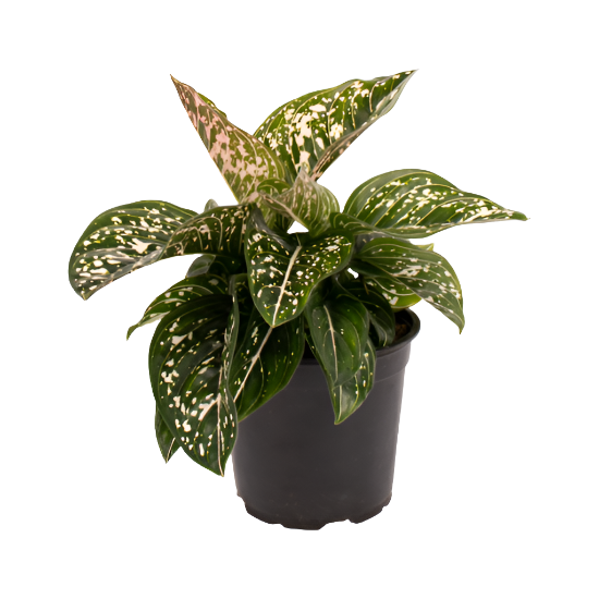 aglaonema nz Aglaonema 'Tom's Pride' – Jungle Story