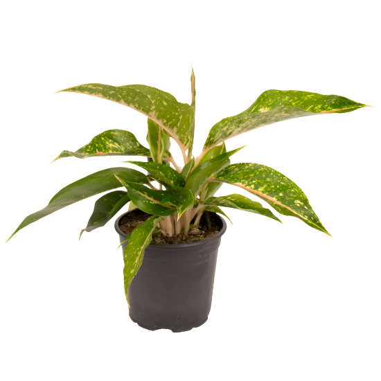 aglaonema nz Aglaonema 'Night Sparkle' – Jungle Story