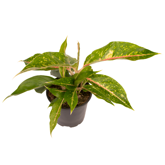 Aglaonema 'Night Sparkle'