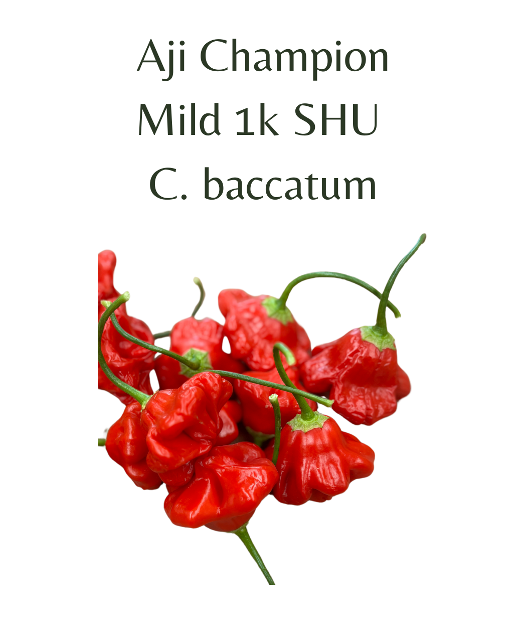 Aji Champion Chilli Seeds (10 seeds) - Rasmussen Gardens