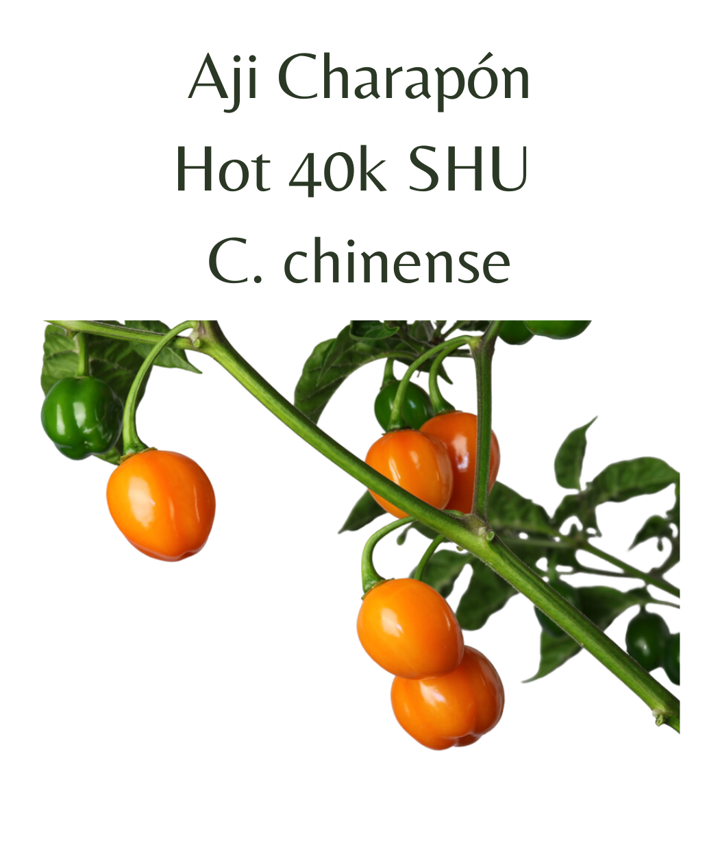 Aji Charapón Chilli Seeds (10 seeds) - Rasmussen Gardens