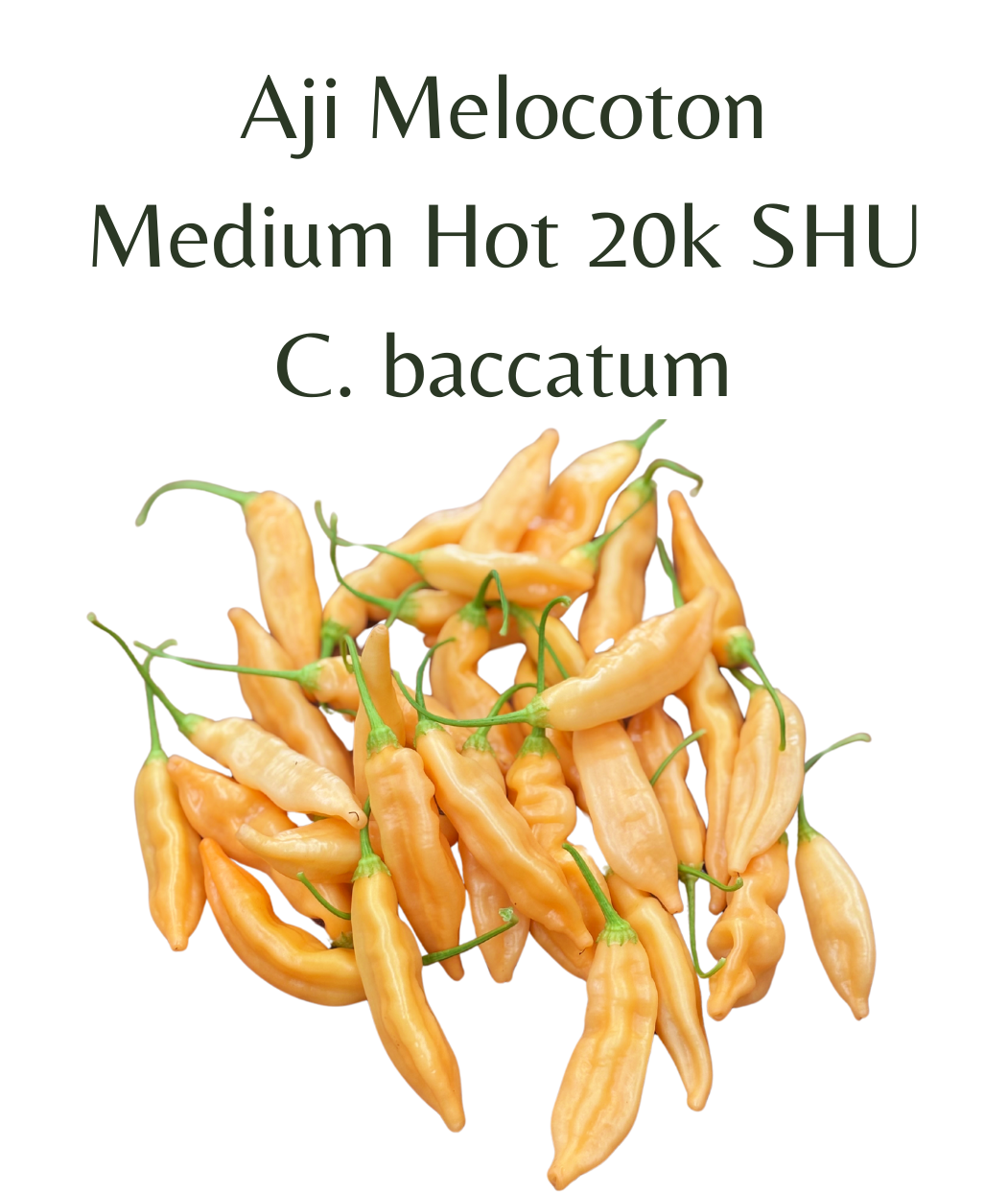 Aji Melocoton Chilli Seeds (10 seeds) - Rasmussen Gardens