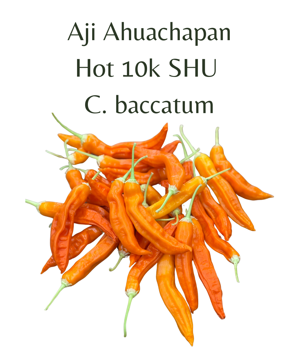 Aji Ahuachapan Chilli Seeds (10 seeds) - Rasmussen Gardens