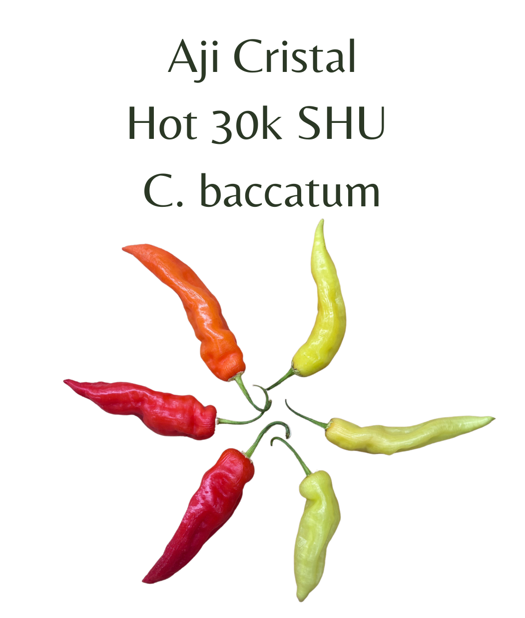 Aji_Cristal_Chilli_Seeds_10_seeds