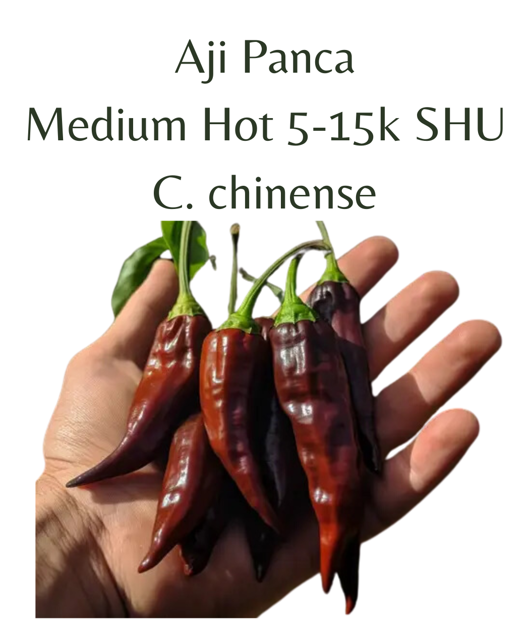 Aji_Panca_Chilli_Seeds_10_seeds