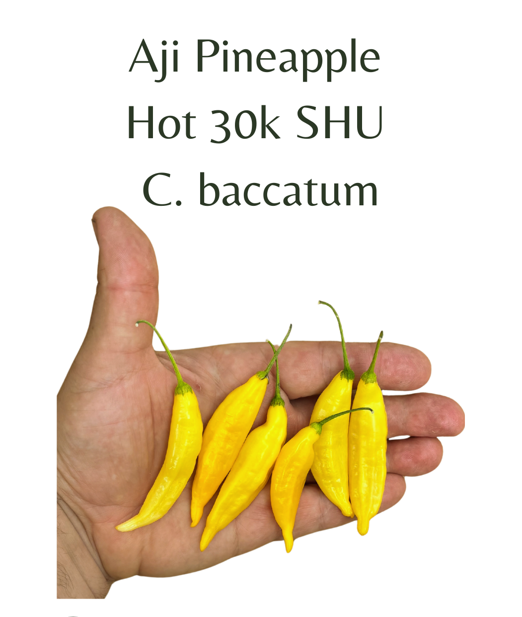 Aji_Pineapple_Chilli_Seeds_10_seeds