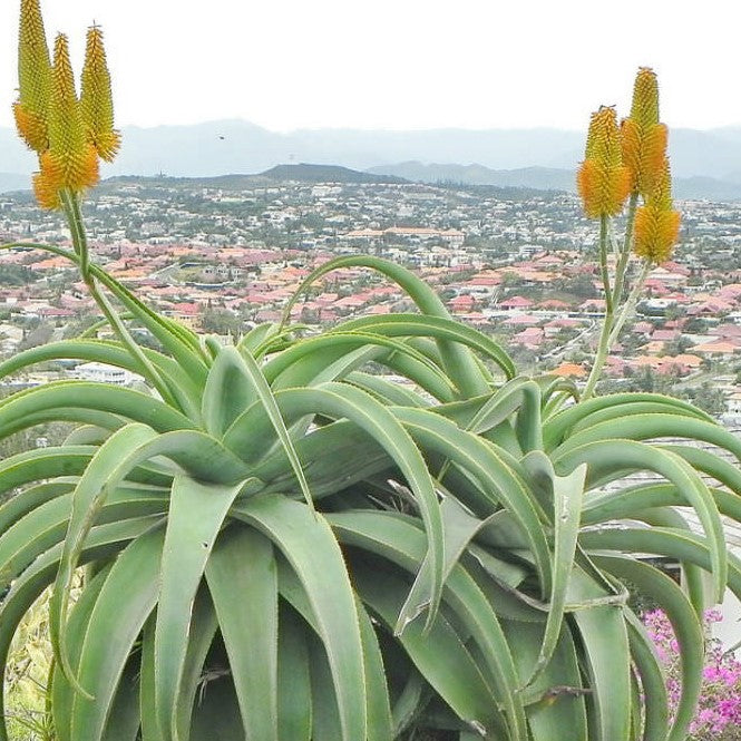 Aloe Thraskii | Dune Aloe