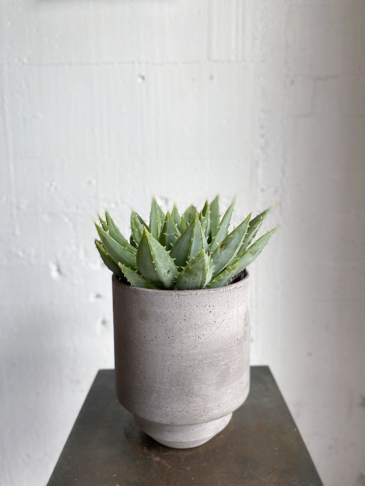 Aloe polyphylla (Spiral Aloe)