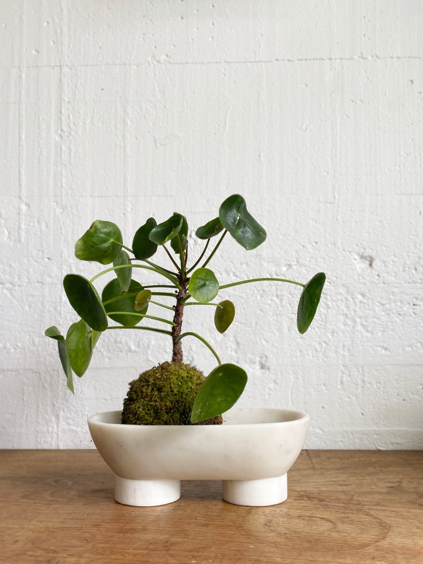 Pilea peperomioides