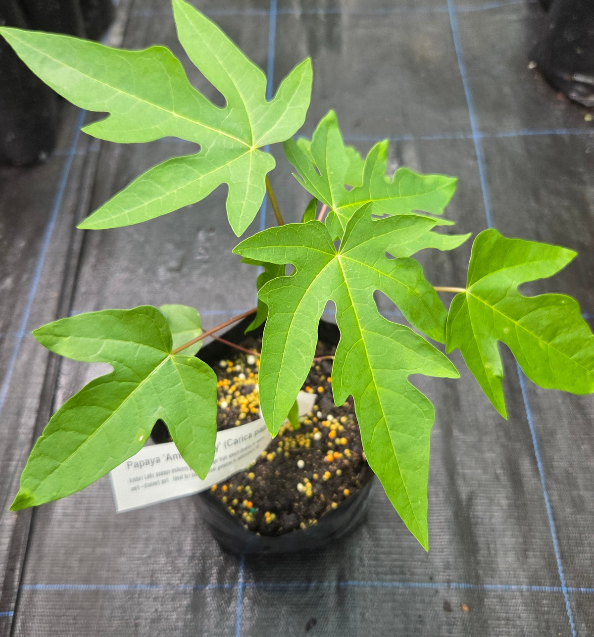 Amber Lady Papaya plant, for sale in a New Zealand Tropical fruit Nursery.