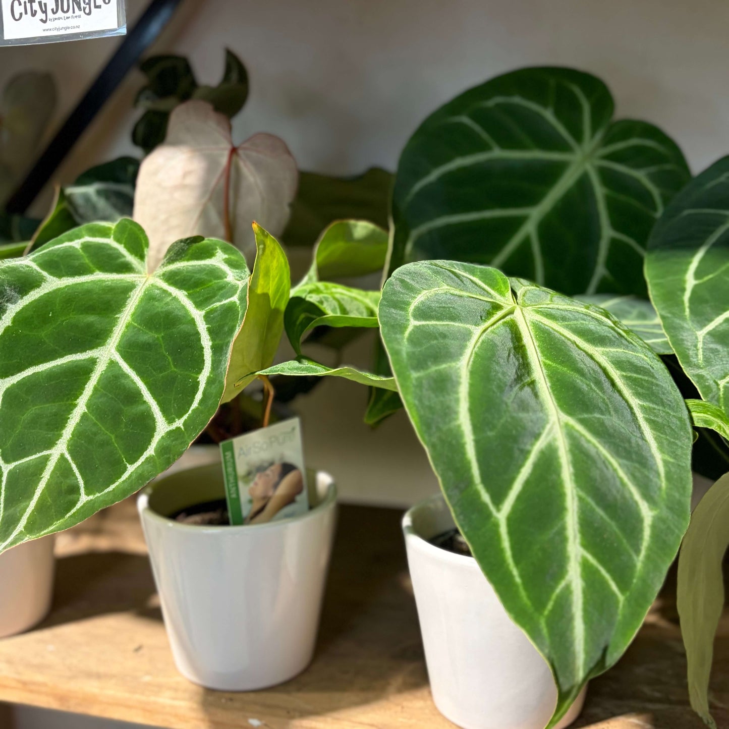 ?!label-Indicative photo