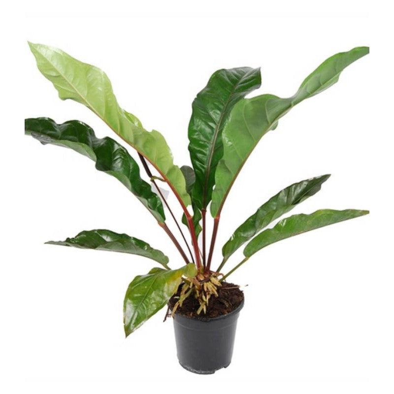 anthurium jungle giant Anthurium 'Jungle Bush' – Jungle Story