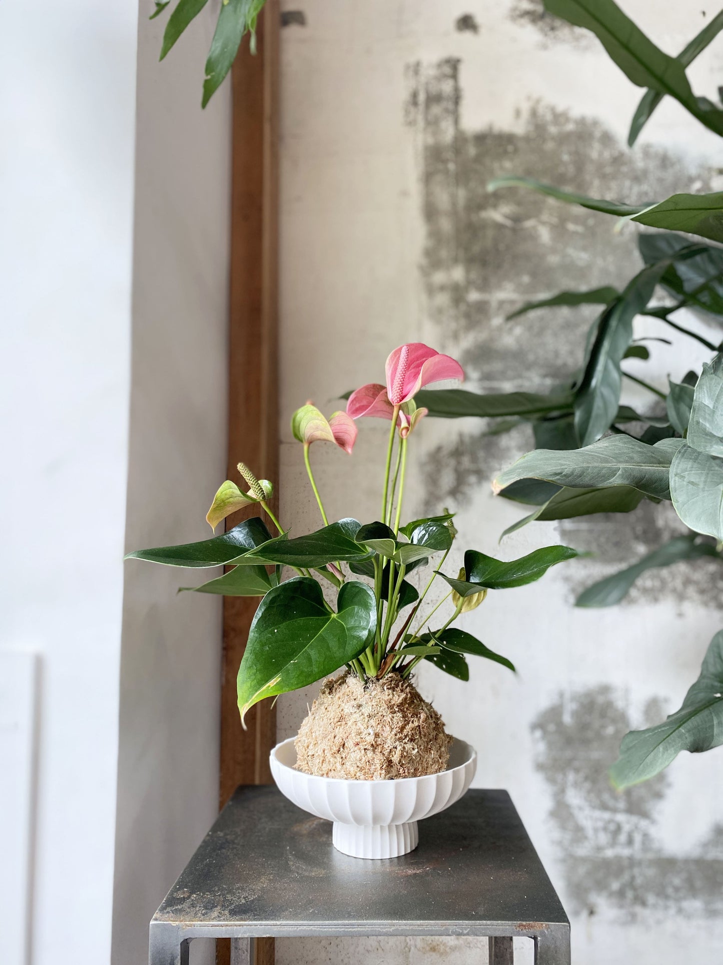 Grace Kokedama Stand