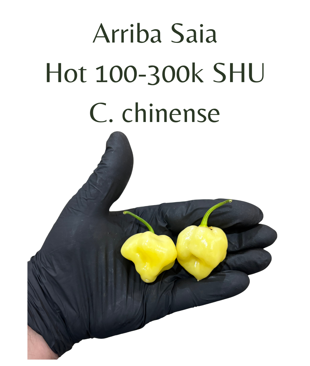 Arriba_Saia_Chilli_Seeds_10_seeds