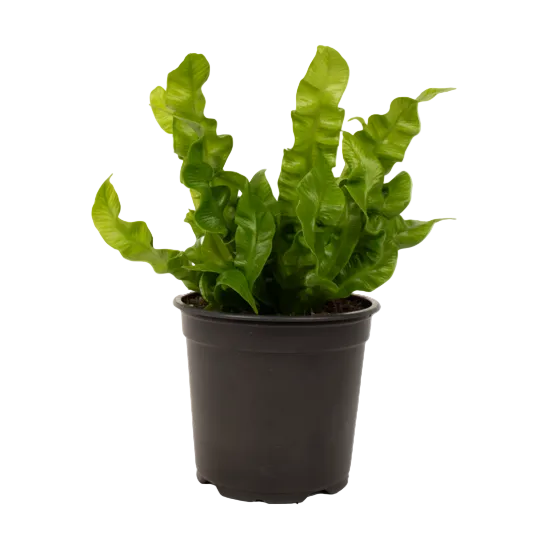 Asplenium 'Crispy Wave' 12cm