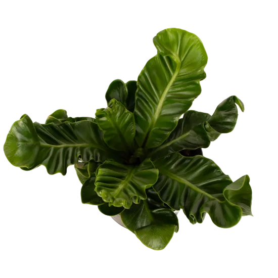 Asplenium nidus 'Cobra' 14cm