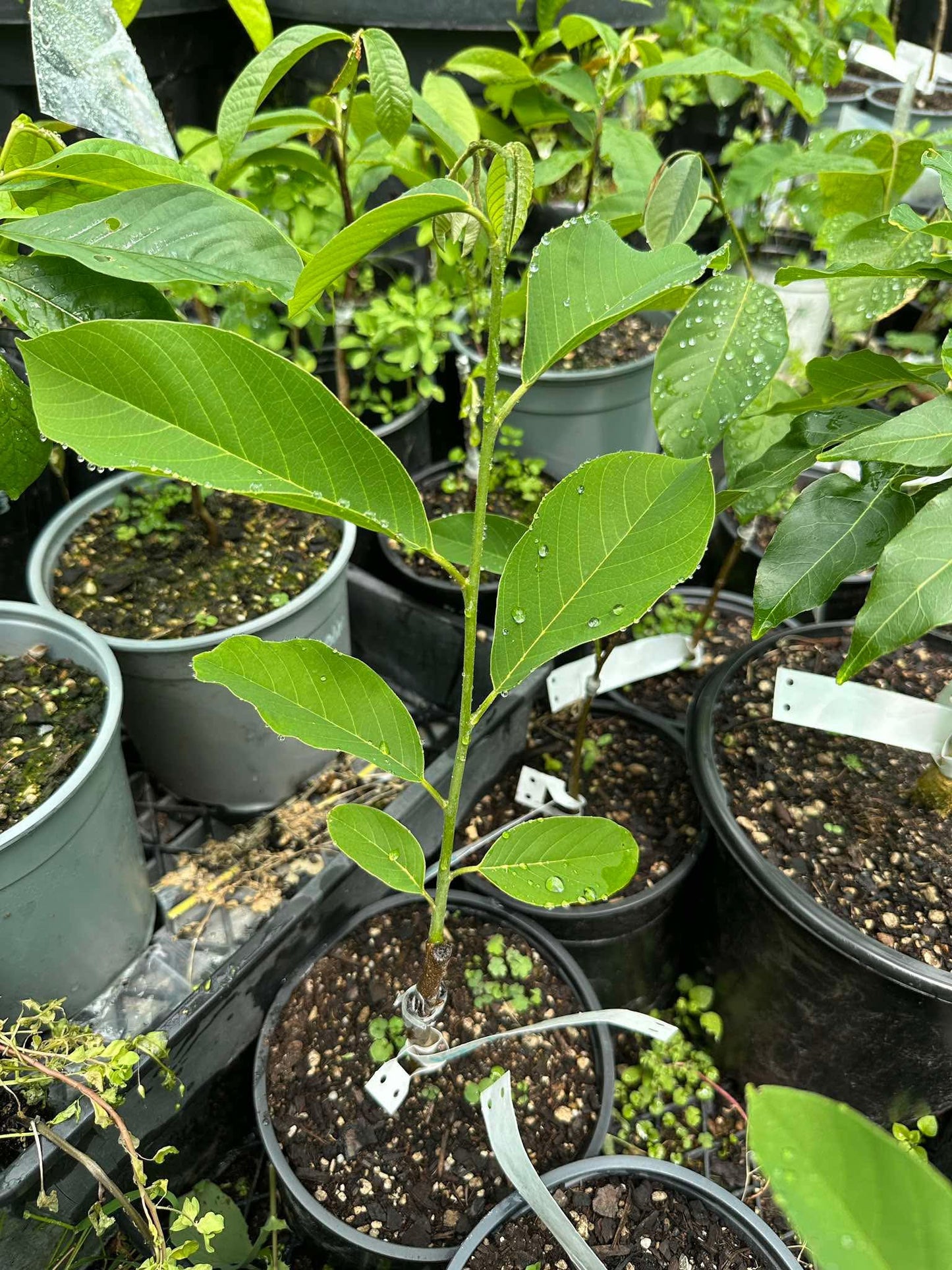 Atemoya 'African Pride' Grafted Seedling