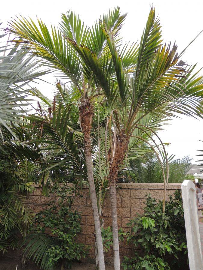 Atherton Palm