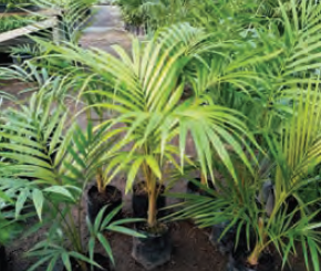 Laccospadix australasica | Atherton Palm