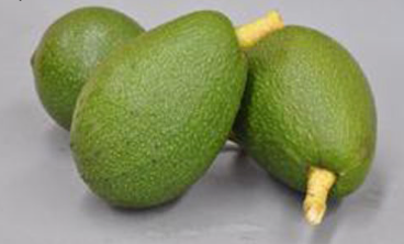 Avocado 'Fuerte'