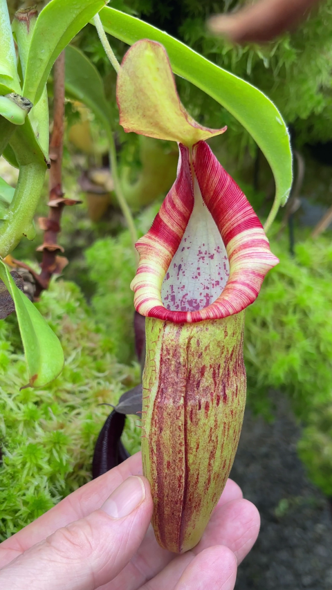 Nepenthes bongso - BE-3036 - Highland Tropical Pitcher Plant