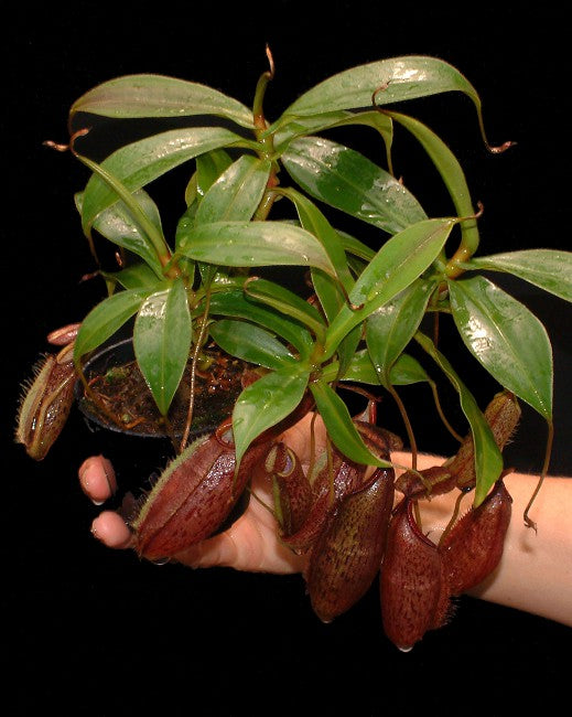 Nepenthes gymnamphora - BE-3908 - Intermediate Tropical Pitcher Plant