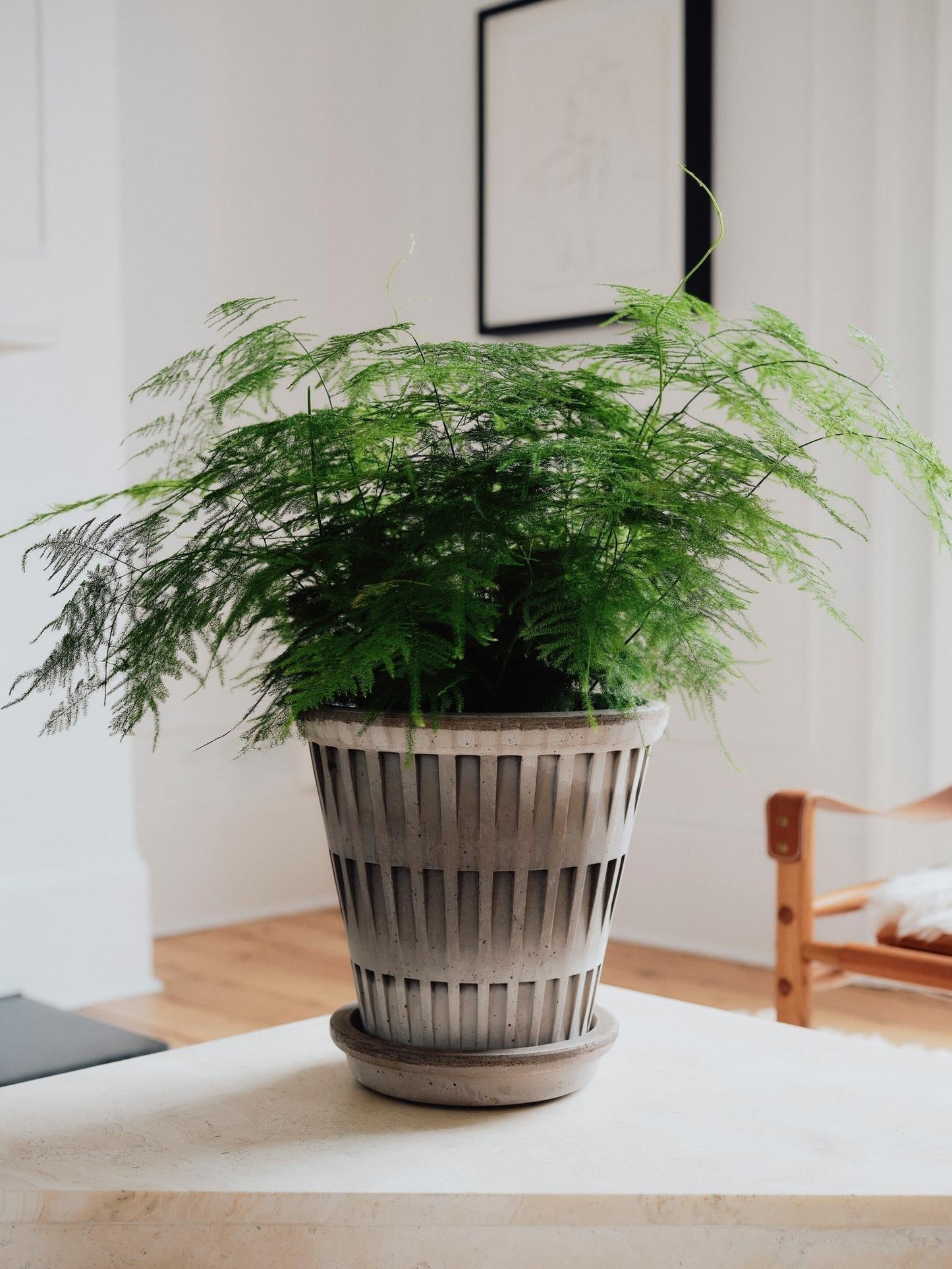 'Pantheon' Pot & Saucer