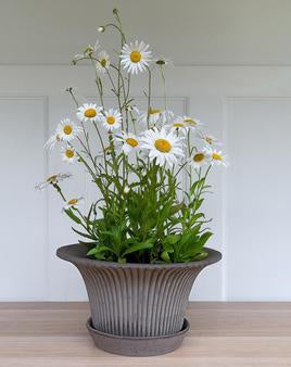Daisy Pot
