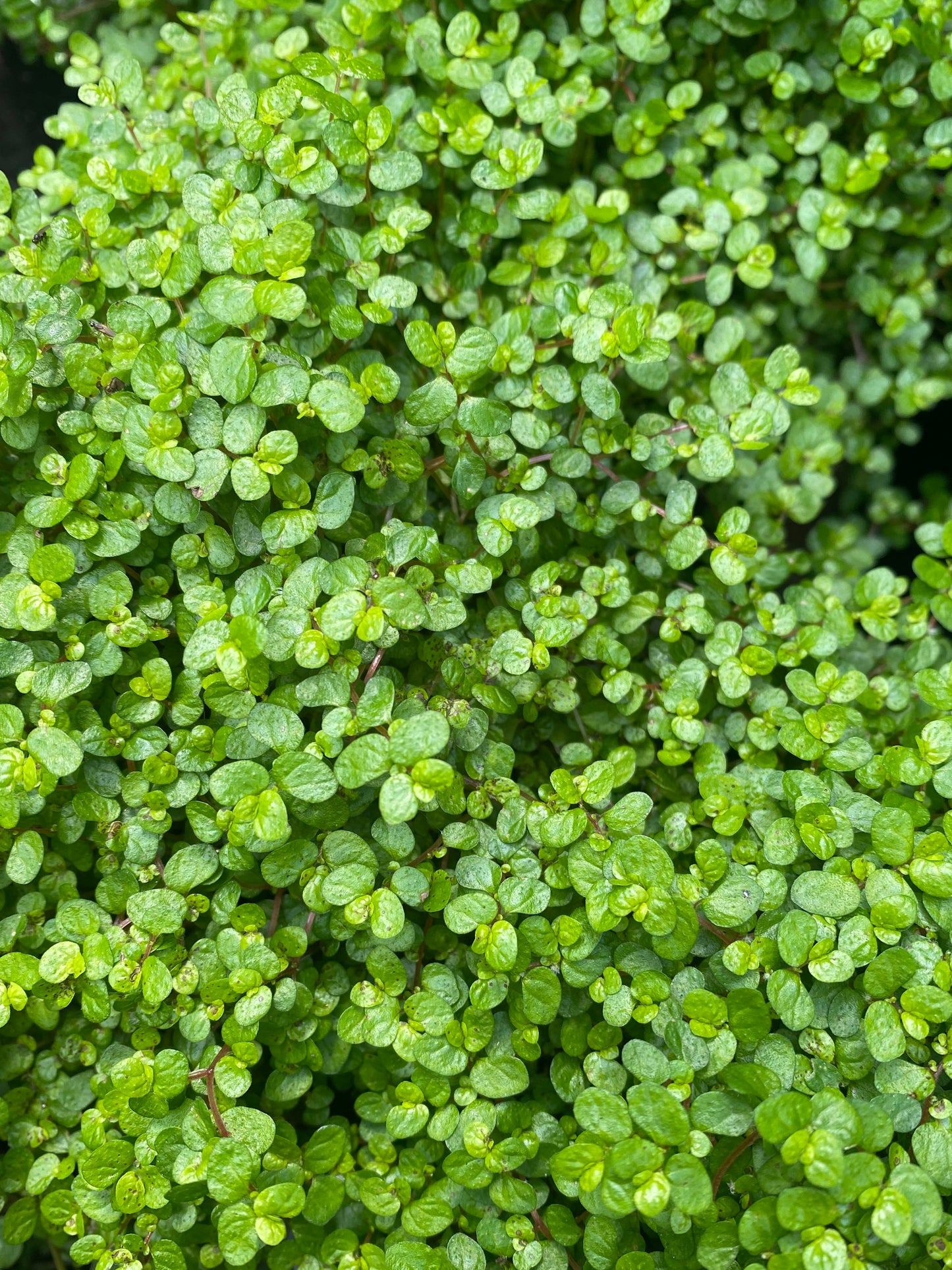 Soleirolia soleirolii (Babys Tears)