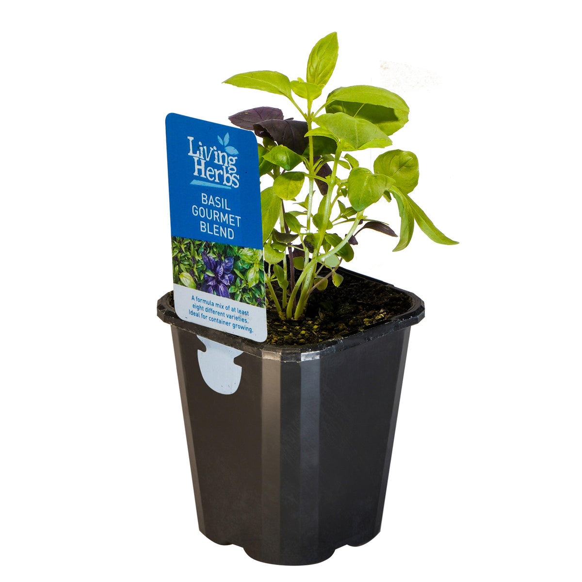 Basil, Gourmet Blend