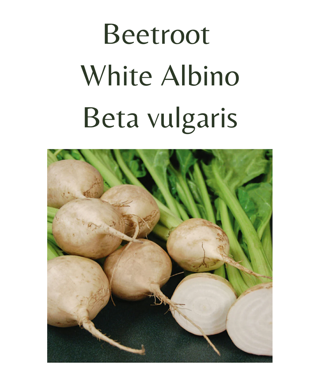 Beetroot_-_White_Albino_100_seeds