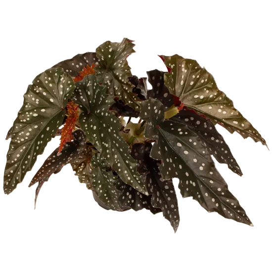 Begonia Black Forest 12cm