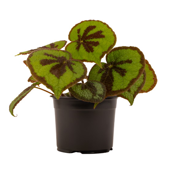 Begonia variegata