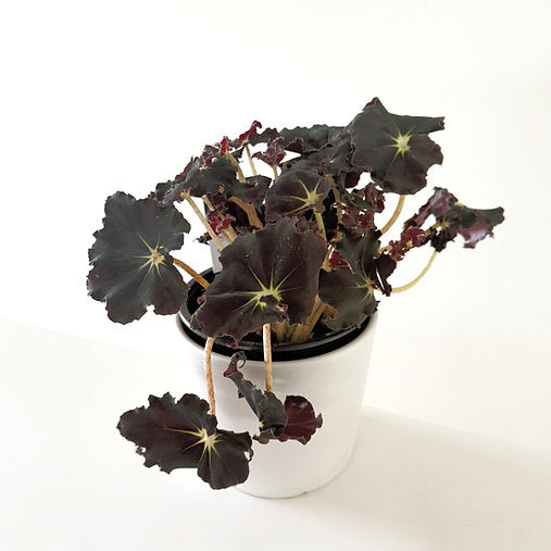 Begonia Rex 'Dark Mambo' 14cm