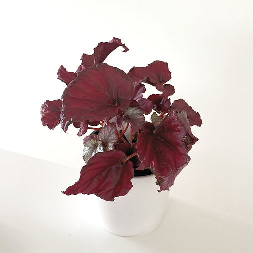 Begonia Rex 'Red Slippers' 14cm