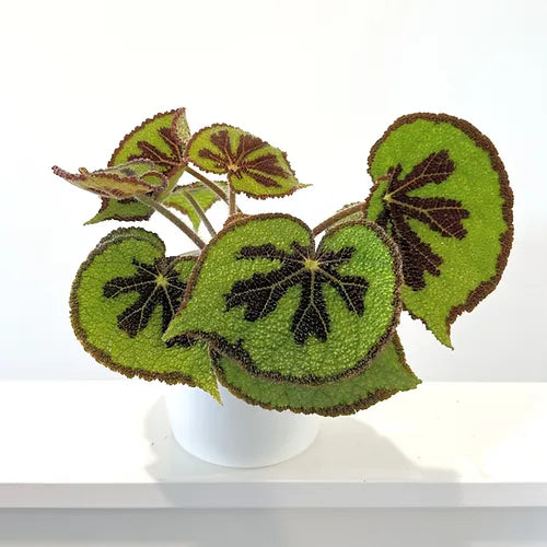 Begonia mosoniana 'Mountain' 14cm