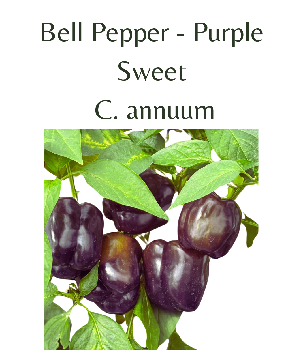 Bell Pepper - Purple Chilli Seeds (10 seeds) - Rasmussen Gardens