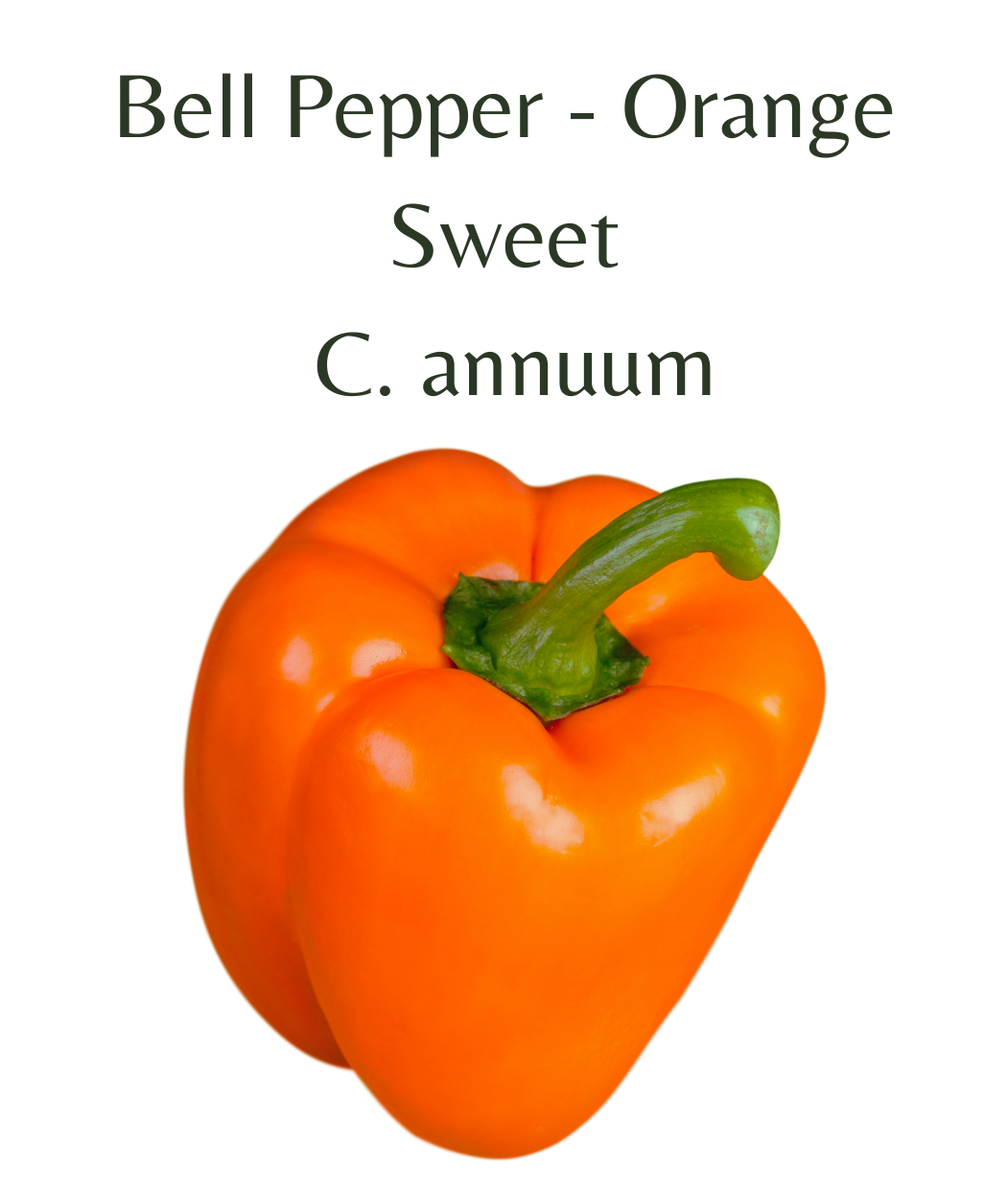 Bell_Pepper_-_Orange_Chilli_Seeds_10_seeds