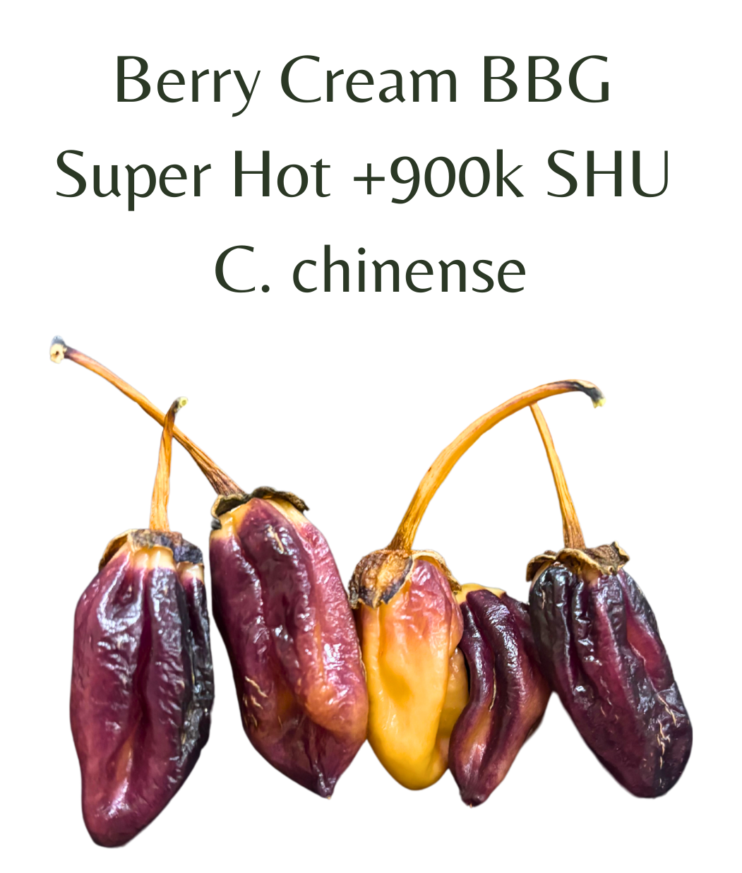 Berry_Cream_BBG_Chilli_Seeds_10_seeds
