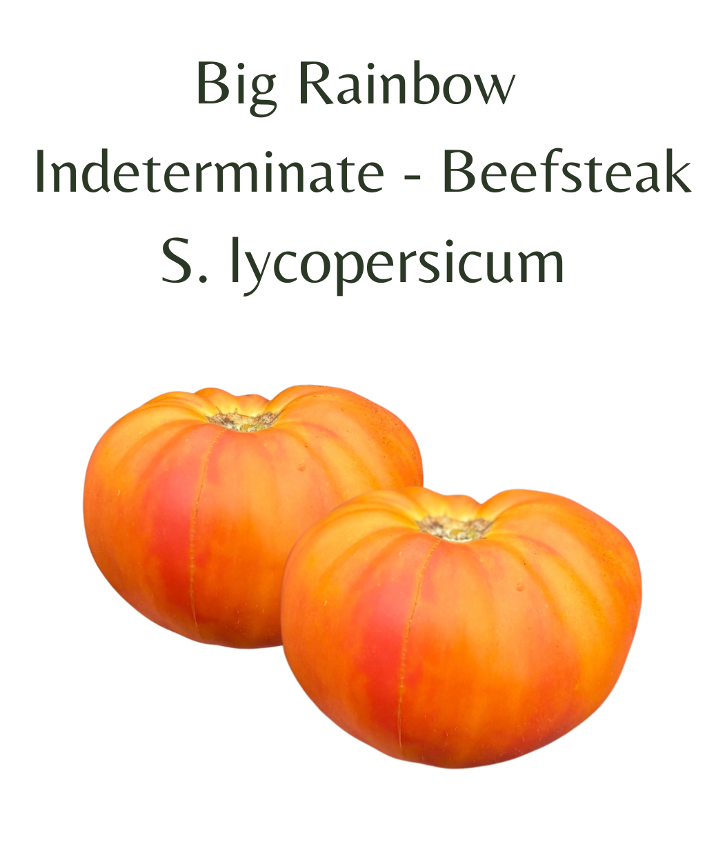 Big_Rainbow_Tomato_10_seeds