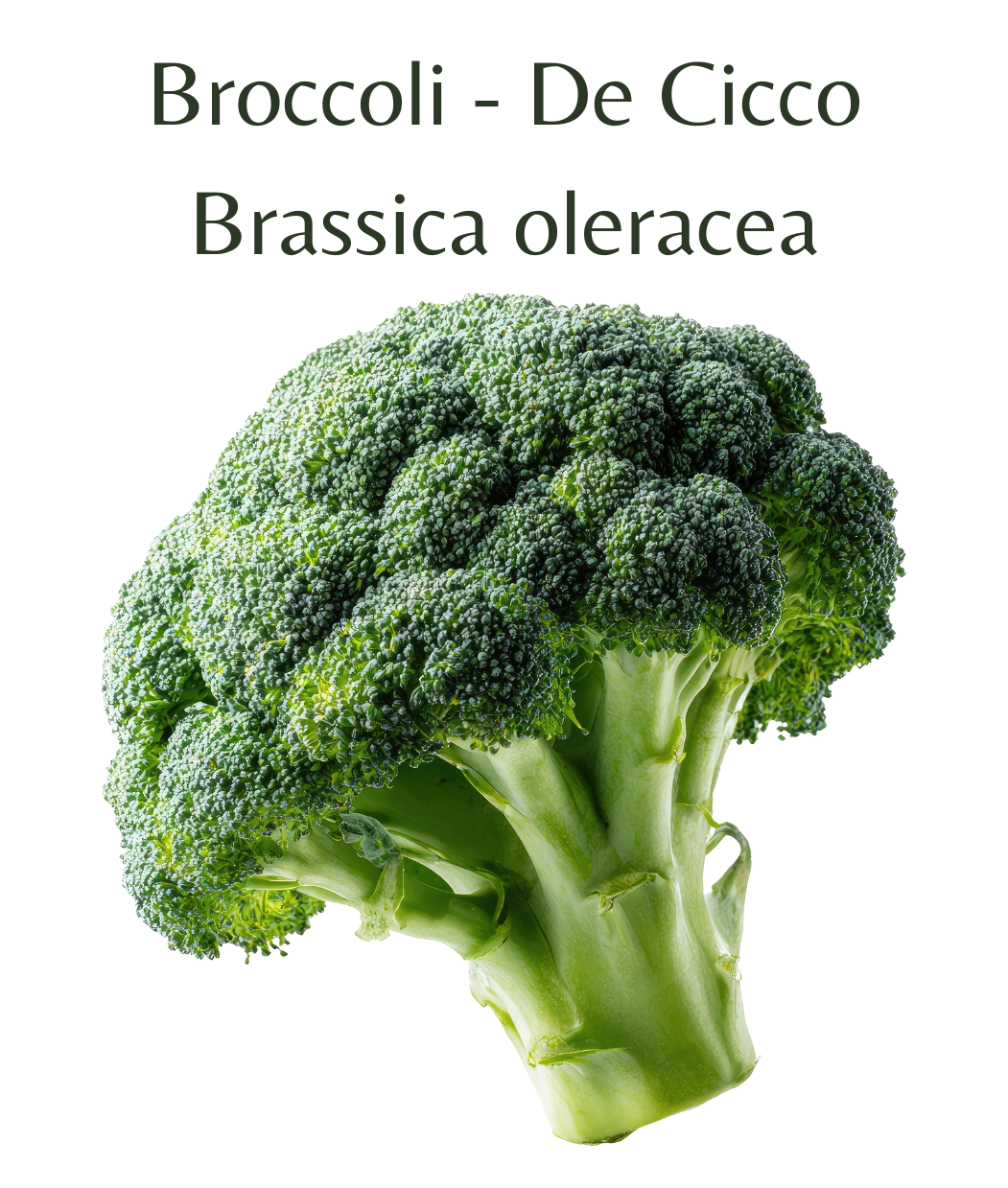 Broccoli_-_De_Cicco_150_seeds