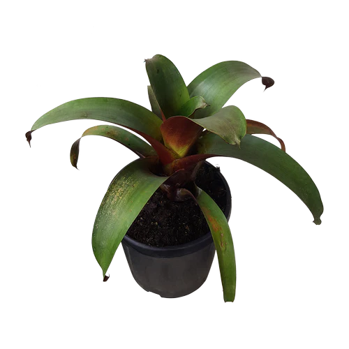 Bromeliad, Alcantarea imperialis