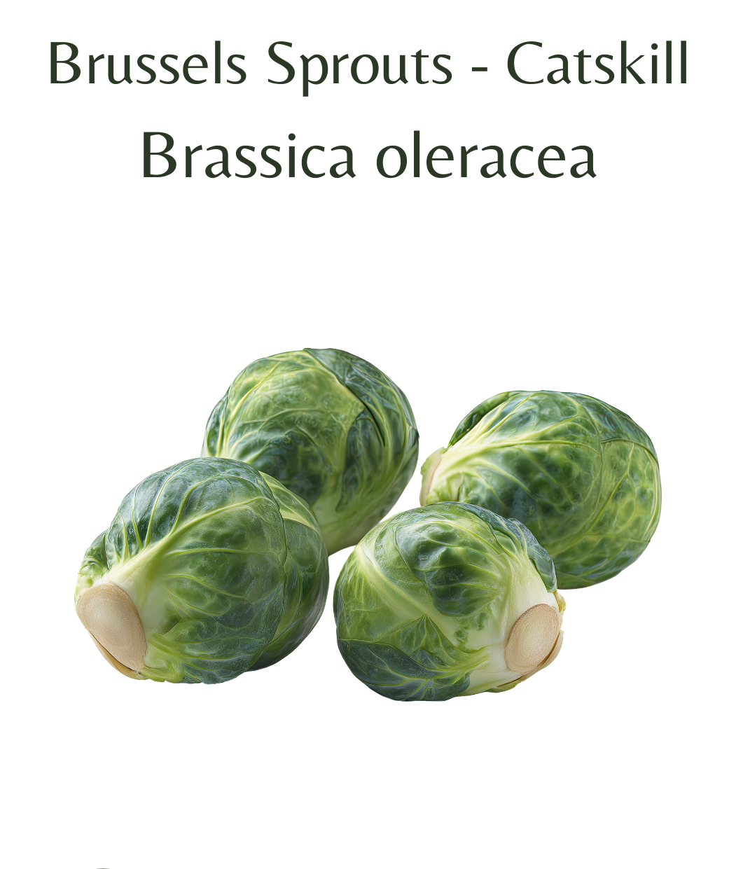Brussels_Sprouts_-_Catskill_150_seeds
